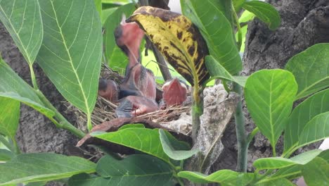 Polluelos-Bulbul-Ventilados-Rojos-En-El-Nido-