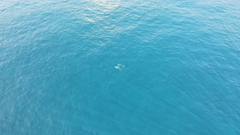 Drone-footage-of-three-far-dolphins-swimming-in-a-turquoise-ocean