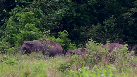 the asiatic elephants are endangered species and they are also residents of thailand