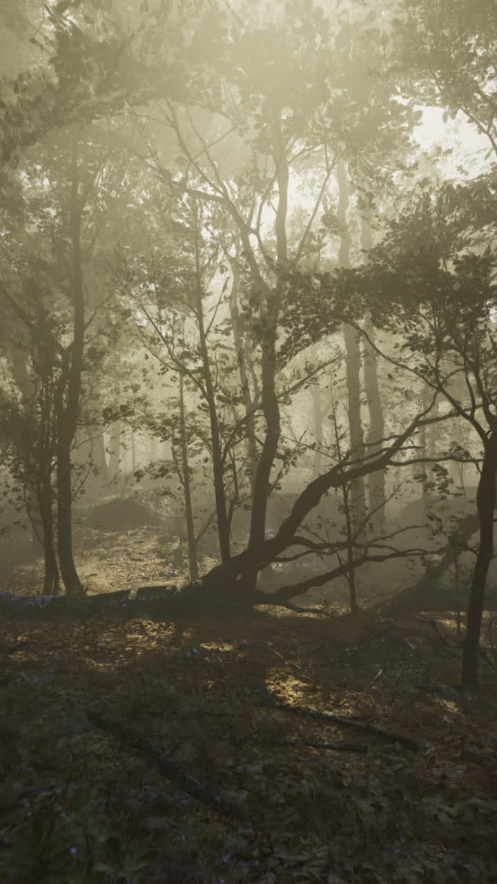 Misty forest landscape illuminated by soft sunlight during early morning hours