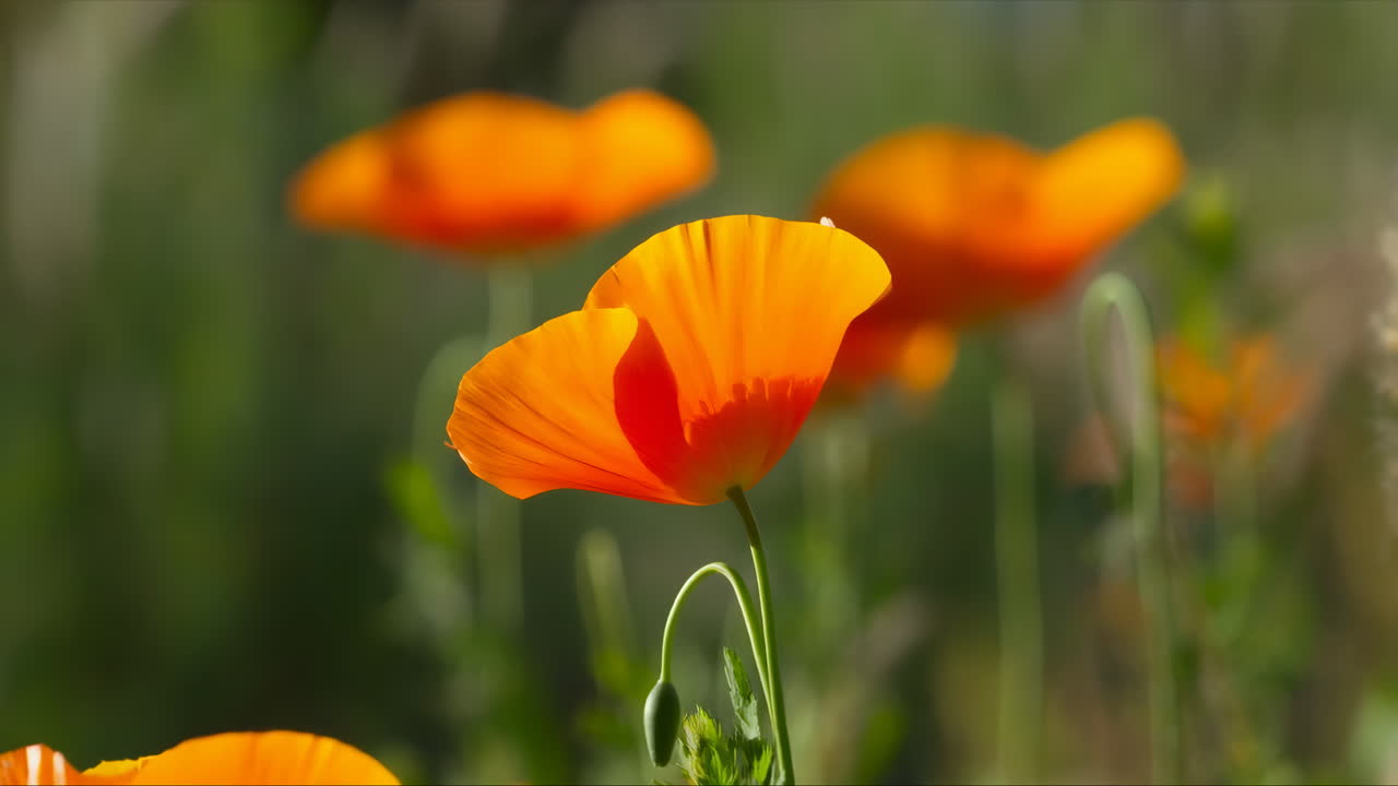 Delicato papavero arancione che ondeggia dolcemente in un campo