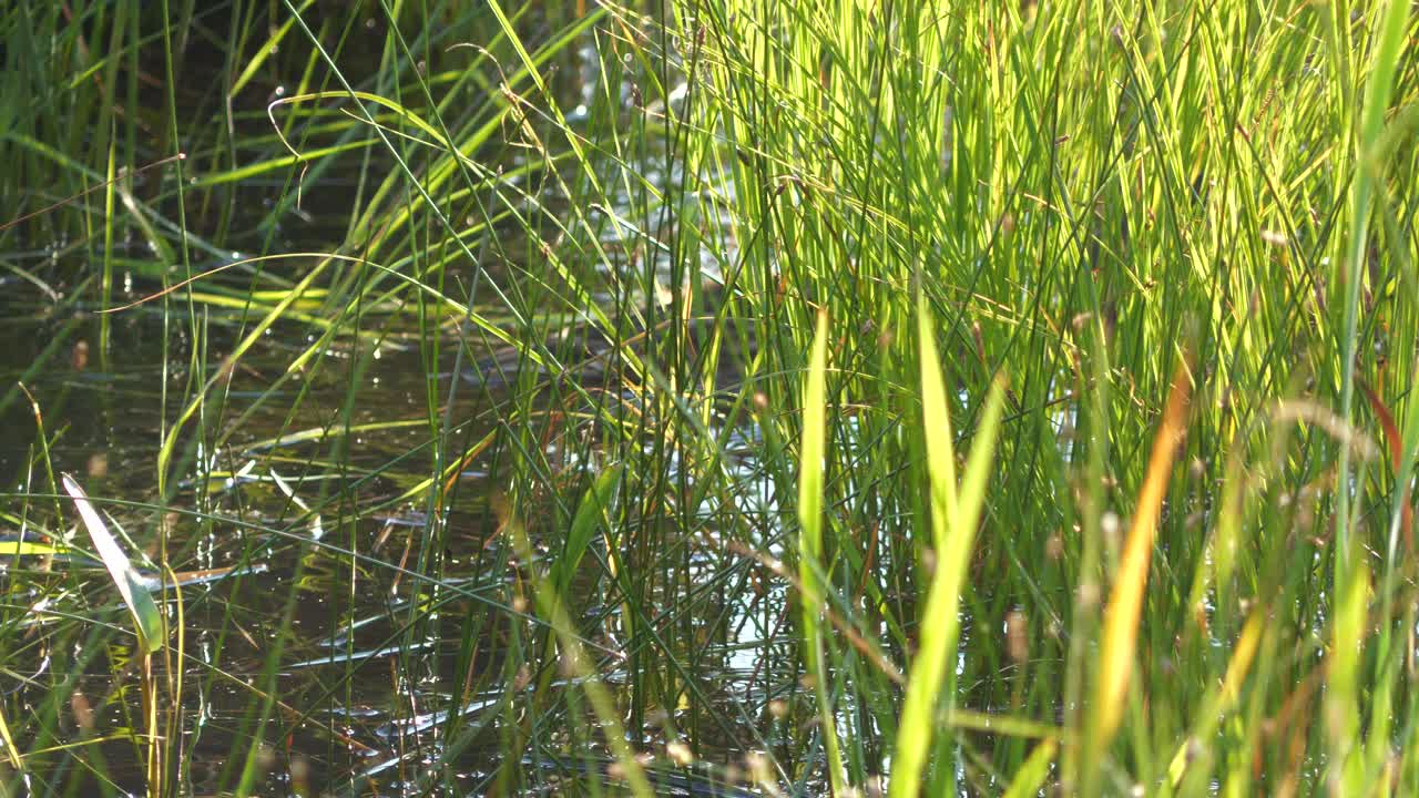 el pato está nadando en la hierba de agua alta en un hermoso día soleado