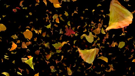 autumn fall leaves frontal - black bg - realistic falling foliage video background loop