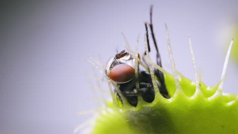 venus planta atrapamoscas con mosca doméstica atrapada
