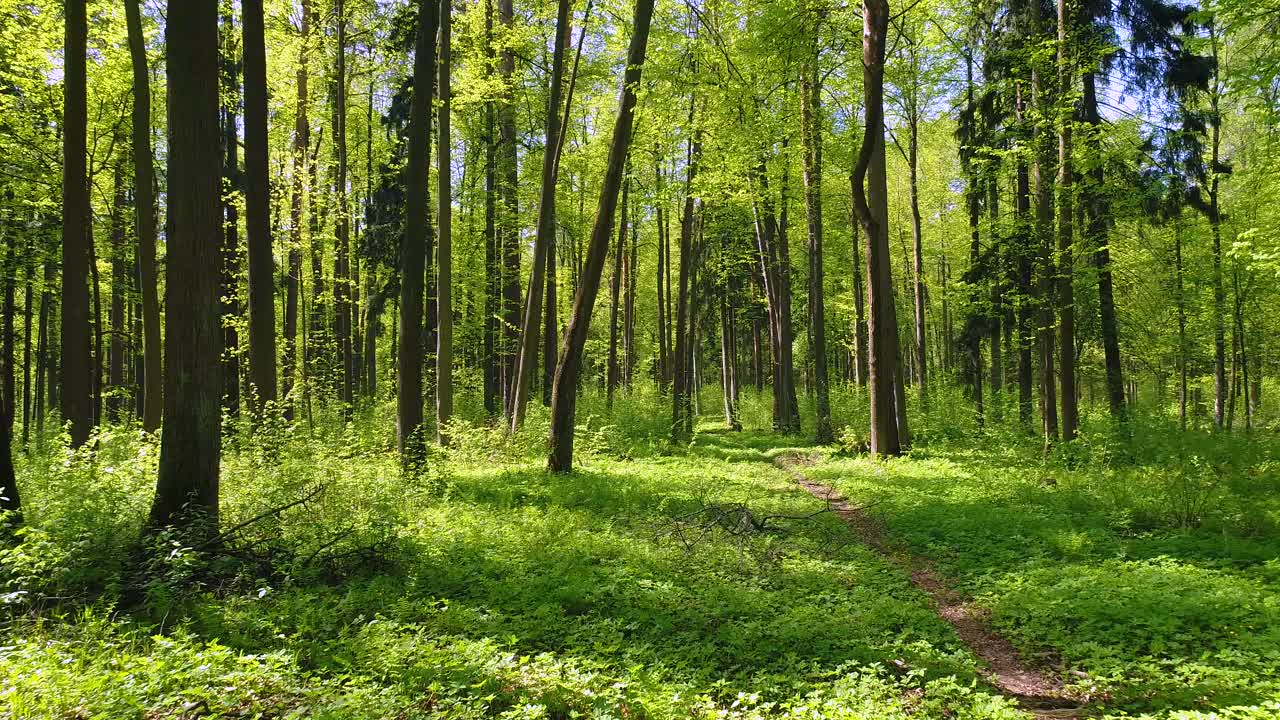 Volare tra gli alberi nella foresta primaverile