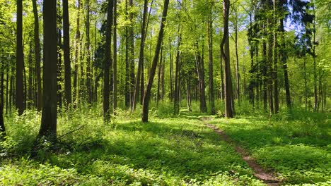 flying between the trees in the spring forest.