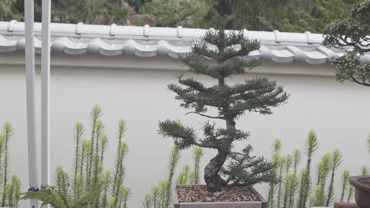 Bonsai Videos - HD and 4K to download | Magnific