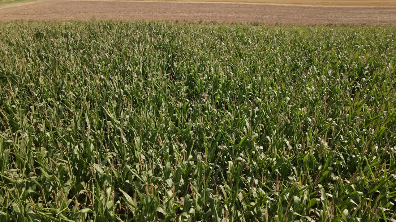 vuelo circular de drones sobre un campo de maíz en un día soleado pero ventoso en alemania