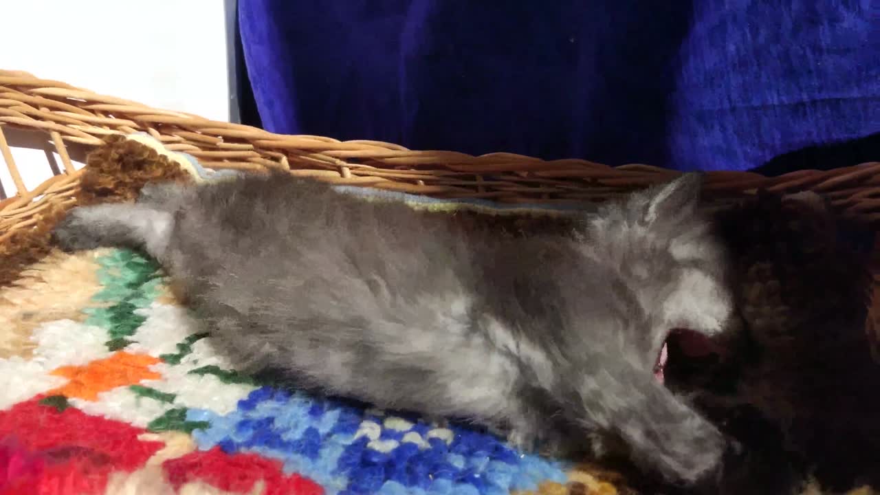 Kittens