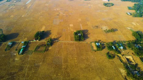 Vista-Panorámica-Sobre-Campos-Dorados-En-Bangladesh-Rural---Disparo-De-Drones