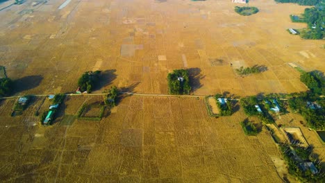 vista panorámica de los campos dorados en el campo de bangladesh - toma de avión no tripulado