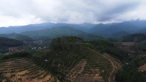 grandes parcelas de tierra se limpian de bosques para producir madera