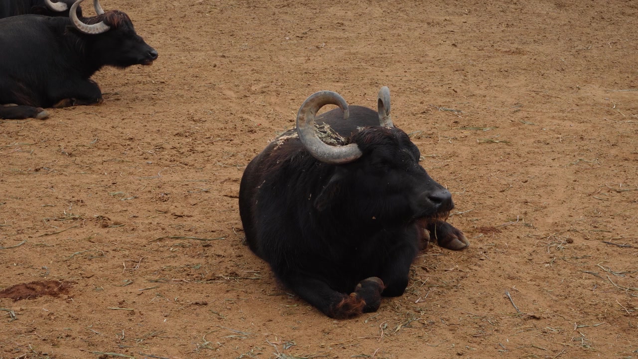 A water Buffalo lying down on the ground and relaxing. A couple of other buffaloes can be seen in the background. Located in "Parque de las leyendas" Zoo in Lima, Peru.