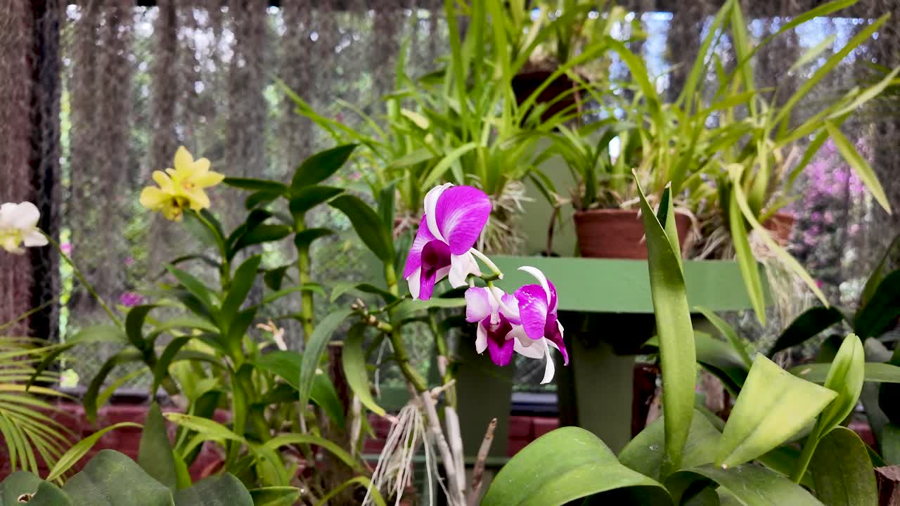 Beautiful Orchids in a Greenhouse