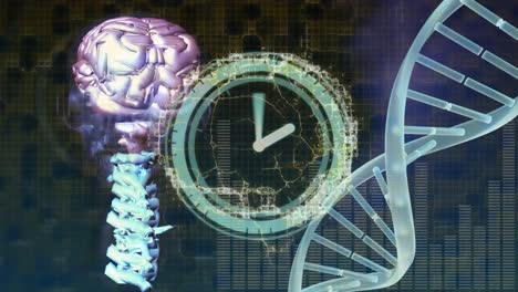 Animation-Der-Uhrbewegung-Und-Des-Menschlichen-Gehirns-über-Einem-DNA-Strang