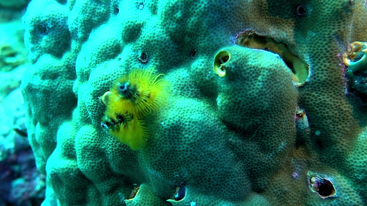 A christmas tree worm retracts inside its tube in slow motion.