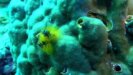 A christmas tree worm retracts inside its tube in slow motion.
