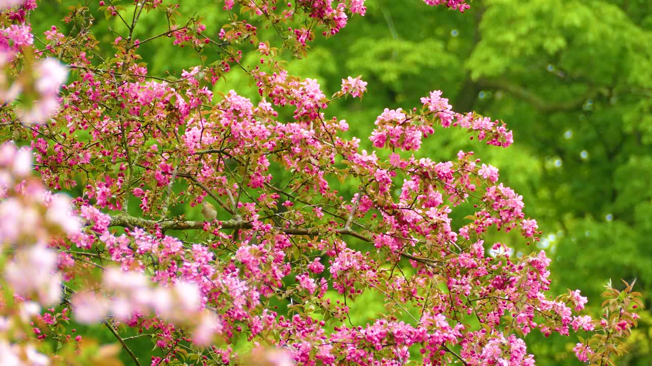 Pink Flowers on a Tree Branch in Spring