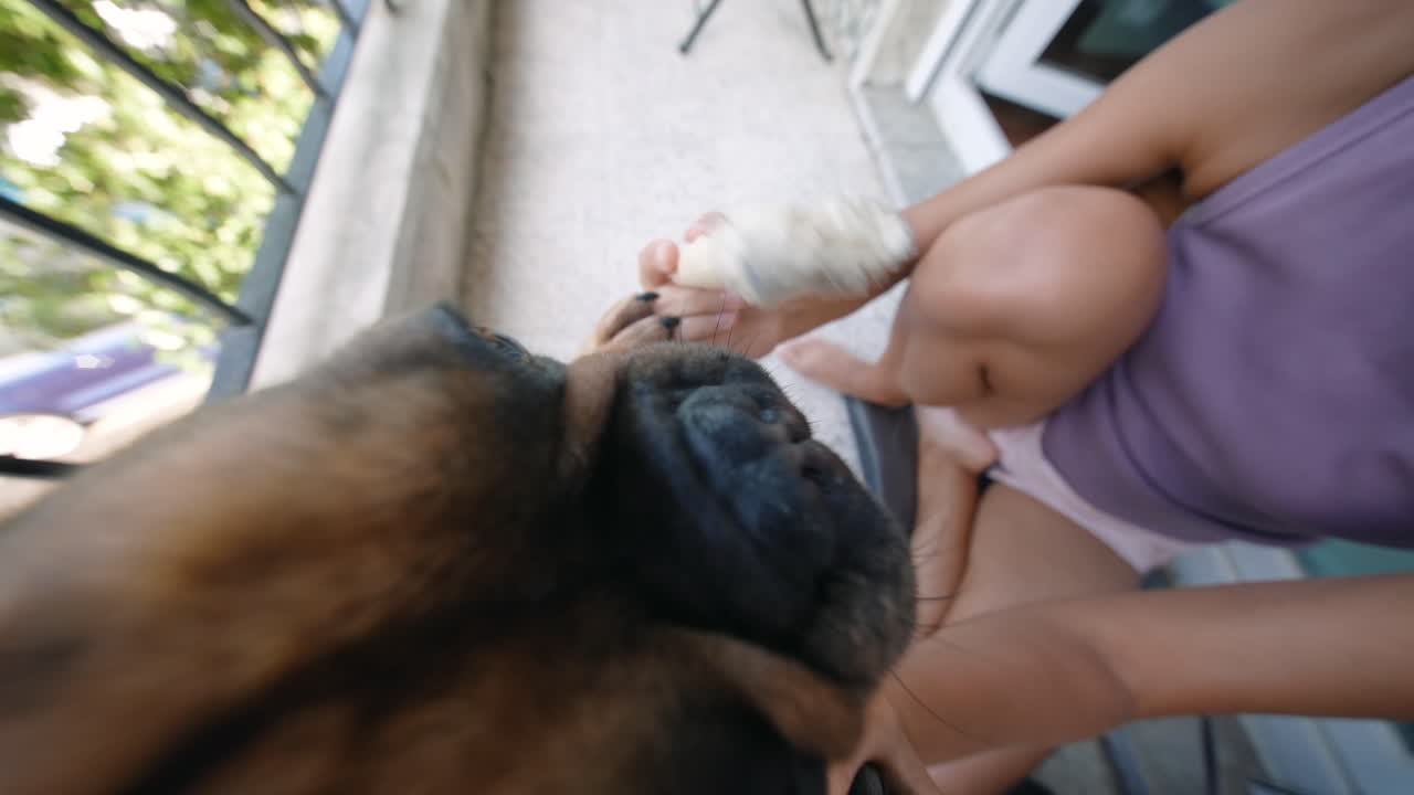 Dog and person playing indoors