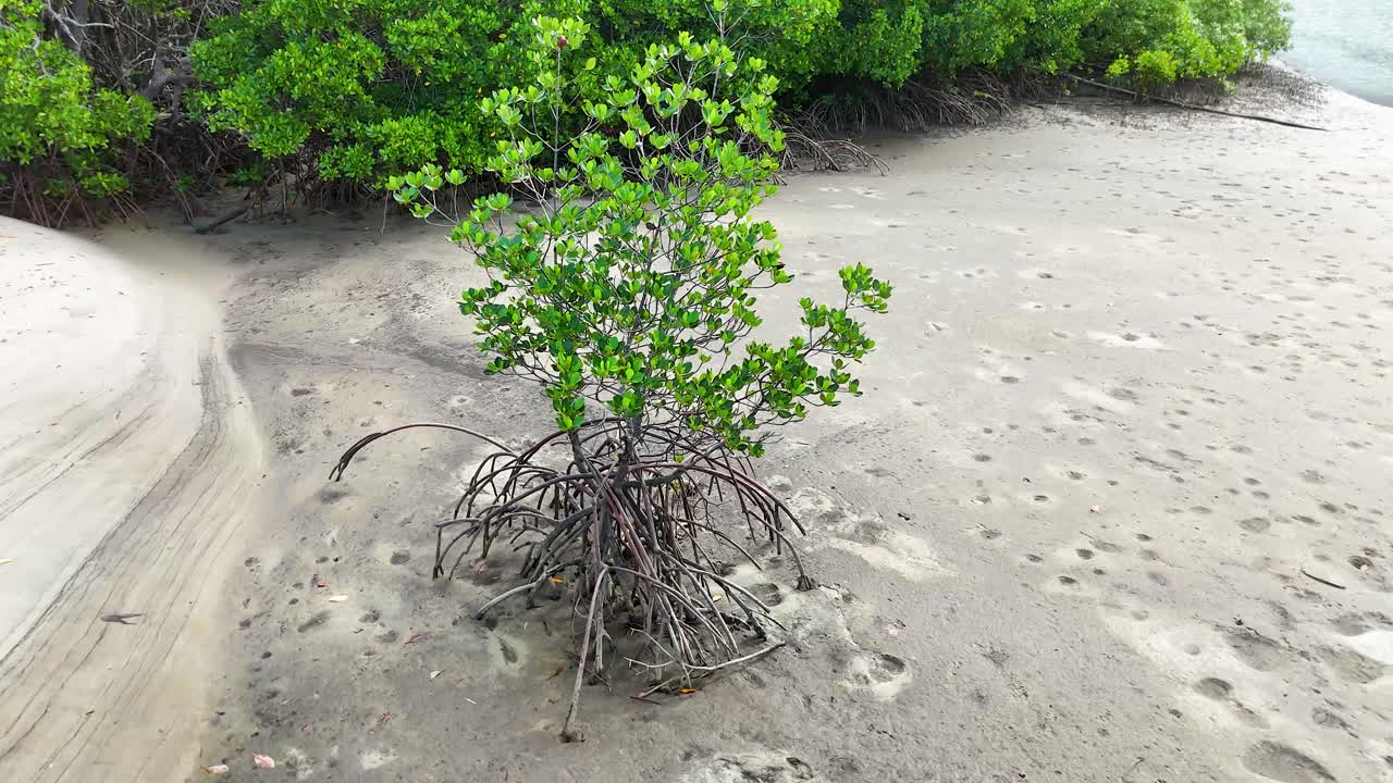 Drone pans above solitary mangrove tree, exposed roots, sandy shore, and tidal water, daylight