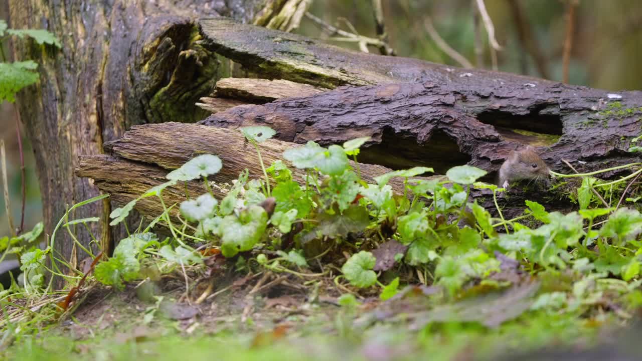 Vole navigates across uneven forest floor through leaves, sticks and green moss patches