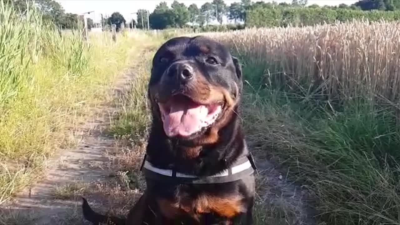 Rottweiler che si gode il sole in Full HD in una giornata soleggiata.
