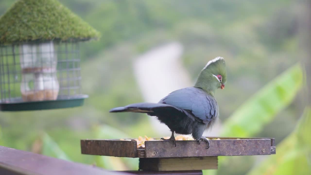knysna loerie는 남아프리카 광야에서 아침 식사를 하고 있습니다.