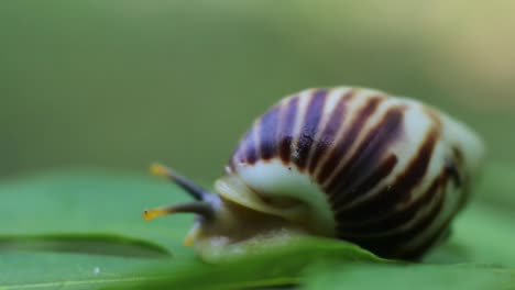 Zeitlupe-Der-Schnecke,-Die-Sich-Auf-Dem-Blatt-Bewegt