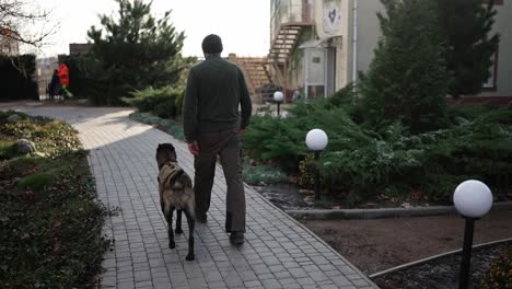 a man walks by house yard with service dog in military protective collar, rear view