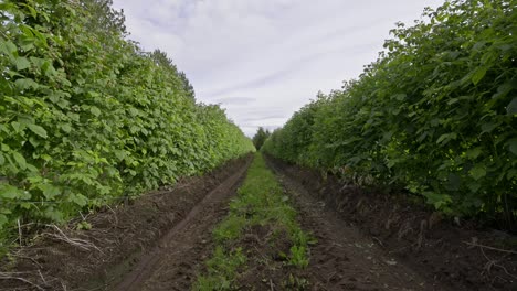 Row-of-Raspberries-During-Overcast-Day