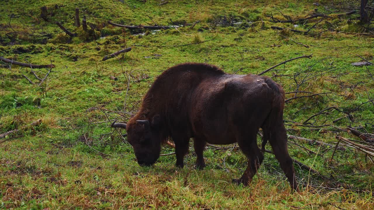 European Bison Grazing in a Meadow