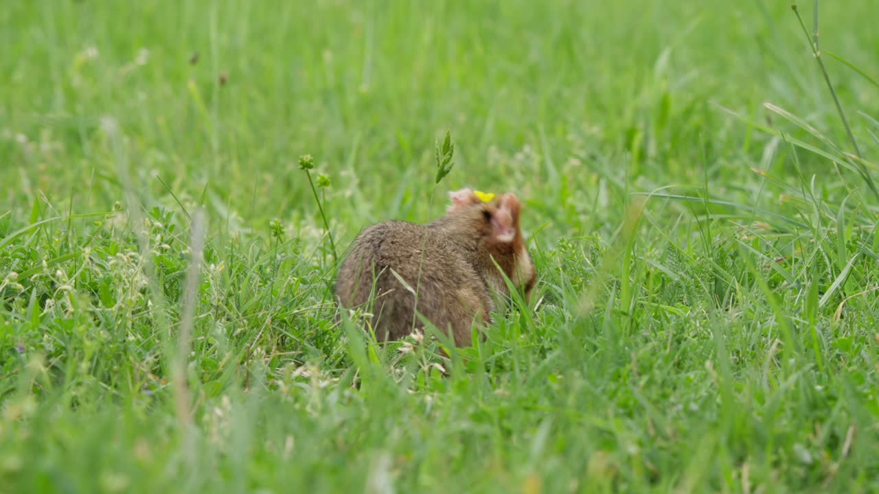 European hamster searches for food in a grassy field. The video features close-up shots of its movements. Shot in bright daylight to highlight its natural habitat