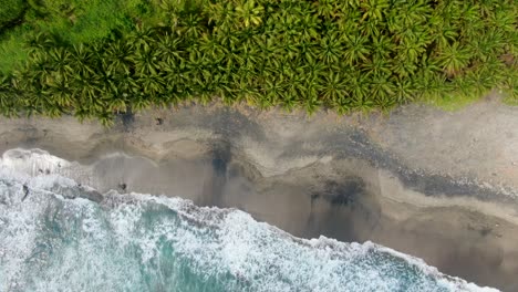 aerial top view coconut palms on sandy beach washed by tropical ocean