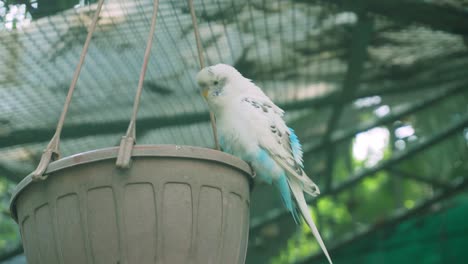 las aves están confinadas en jaulas