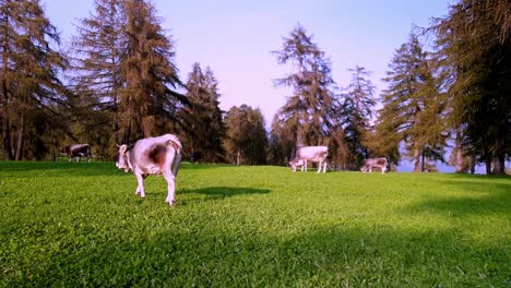 Una-Vaca-Camina-Mientras-Otros-Pastan-En-Un-Prado-De-Alerces