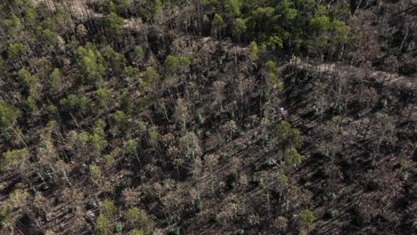 los corredores de senderos corren por el sendero en densos bosques en las montañas de gondomar, portugal.