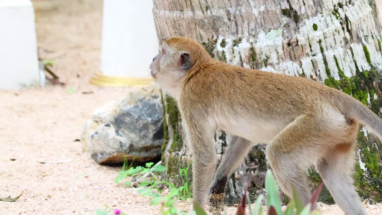 el mono camina alrededor del templo, observando los alrededores