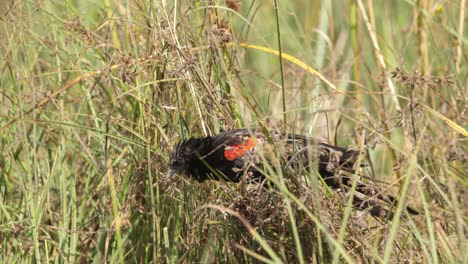 long tailed male widow bird flying away after resting in long grass, close-up shot