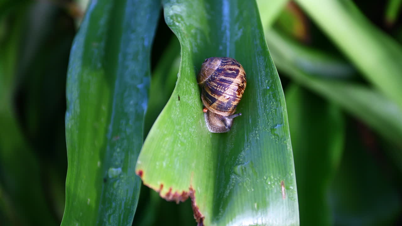 Large snails eating leaves from a Lily