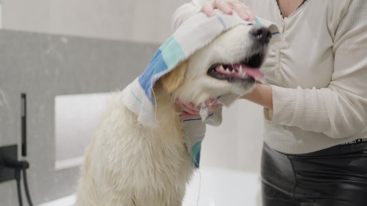 골든 리트리버 를 목욕 하고 건조 하는 여자