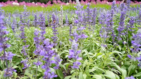 a vibrant display of purple lavender flowers.