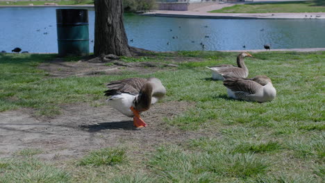 Goose-cleaning-itself