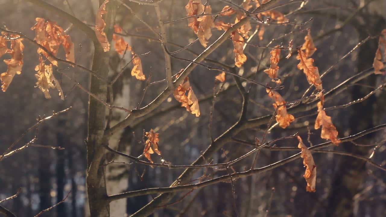 가을의 숲에서 나무에 건조한 잎. 나무에 몇 개의 잎. 가을 오크 나무