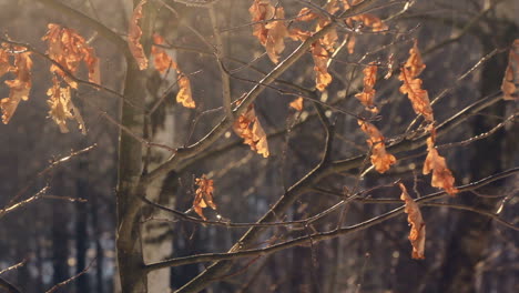 Dry-leaves-on-tree-in-autumn-forest.-Few-leaves-on-tree.-Autumn-oak-tree