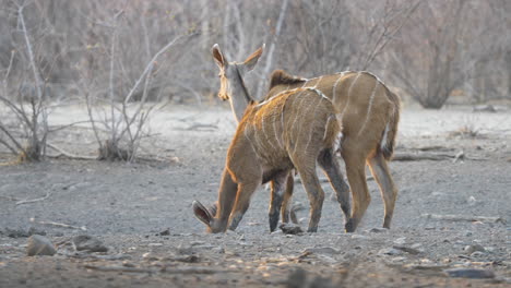 Dos-Hermosas-Mujeres-Kudus-Buscan-Comida-Entre-El-Clima-Seco-De-Botswana,-áfrica