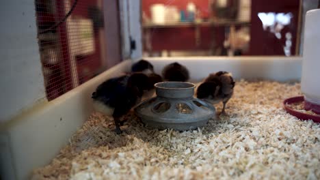 spring chicks newly hatched at the feeder in a farm incubator