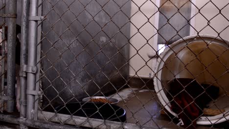 dogs looking for attention behind the fences in their cages and kennels at an animal control facility