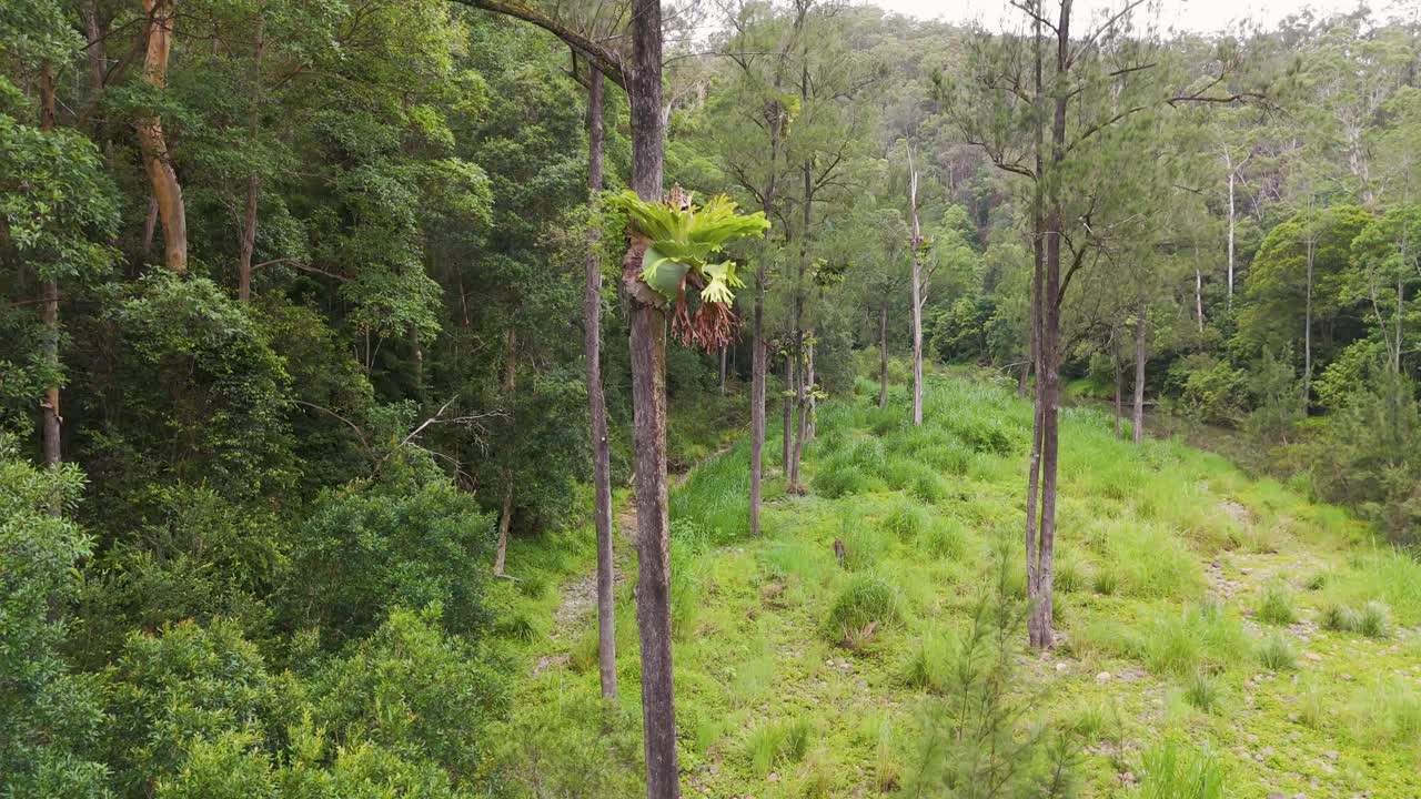 Dense forest with ferns growing on trees