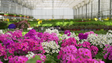 Beautiful-flowers-growing-in-greenhouse,-garden-centre,-slider-shot