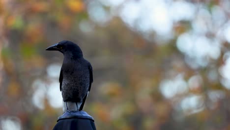 crow observing surroundings on a lamp post